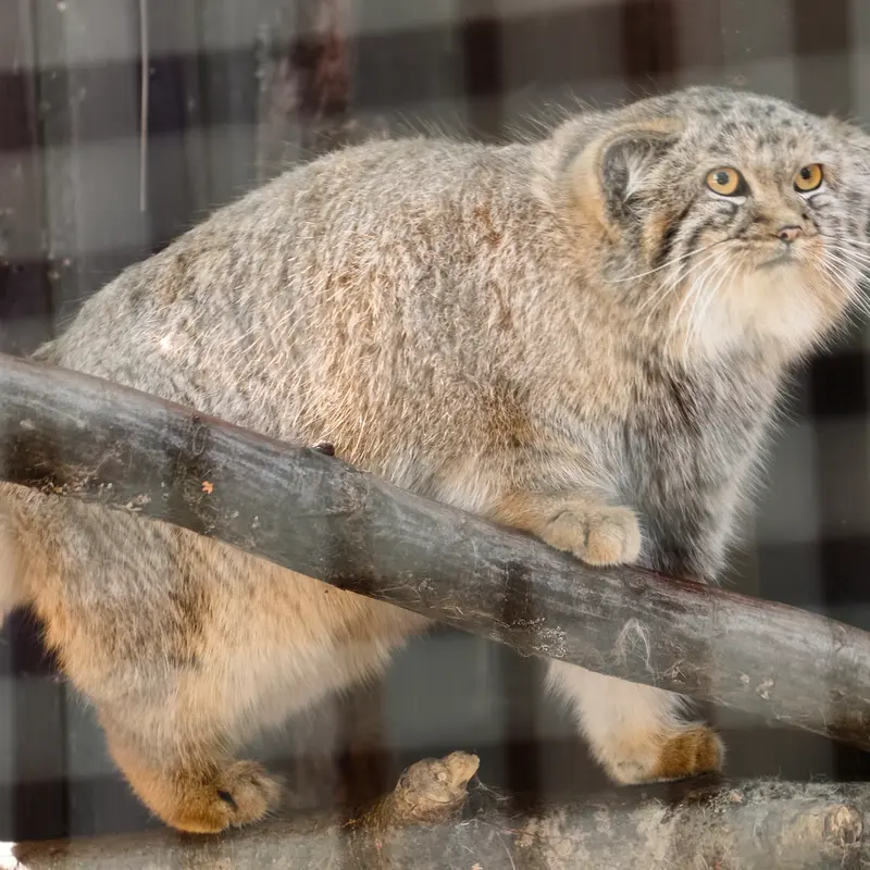 A photograph of Kitten of Alani b.2026 Ⅰ in Košice Zoo