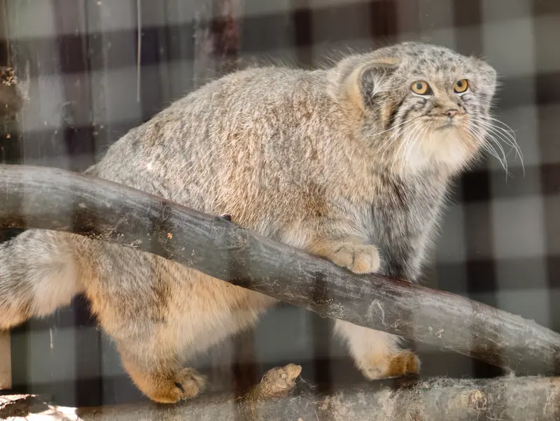 A photograph of Kitten of Alani b.2026 Ⅰ in Košice Zoo