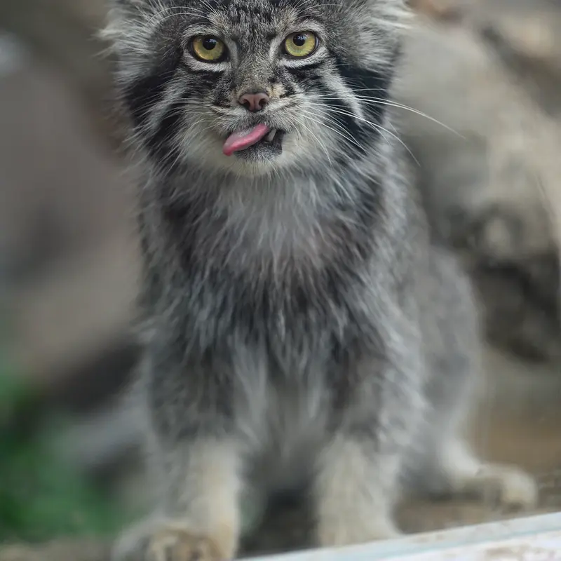 A photograph of Nar in Kobe Animal Kingdom
