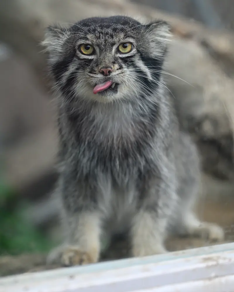 A photograph of Nar in Kobe Animal Kingdom