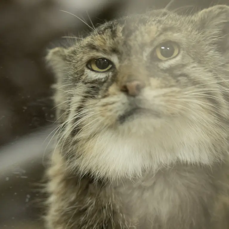 A photograph of Primula in Ueno Zoological Gardens