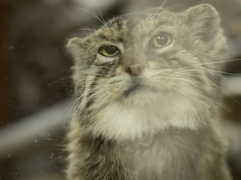 A photograph of Primula in Ueno Zoological Gardens