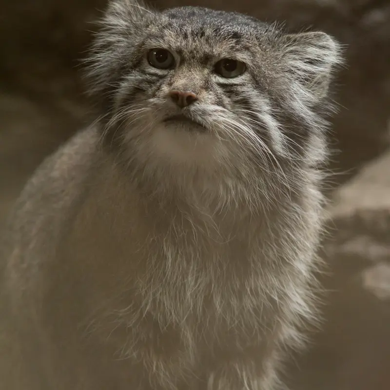 A photograph of Klyon in Ueno Zoological Gardens