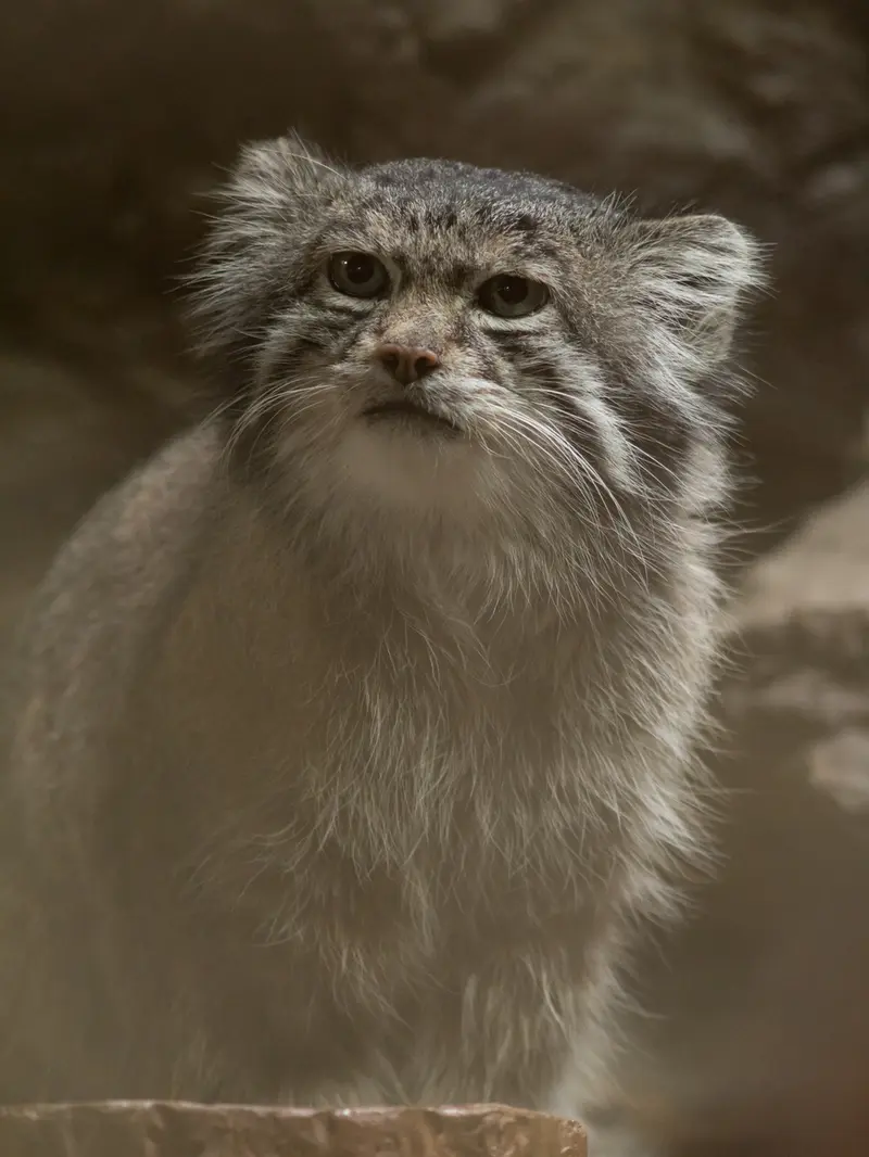 A photograph of Klyon in Ueno Zoological Gardens
