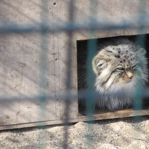 A photograph of Manuela in Magdeburg Zoo