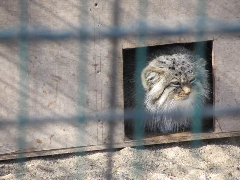 A photograph of Manuela in Magdeburg Zoo