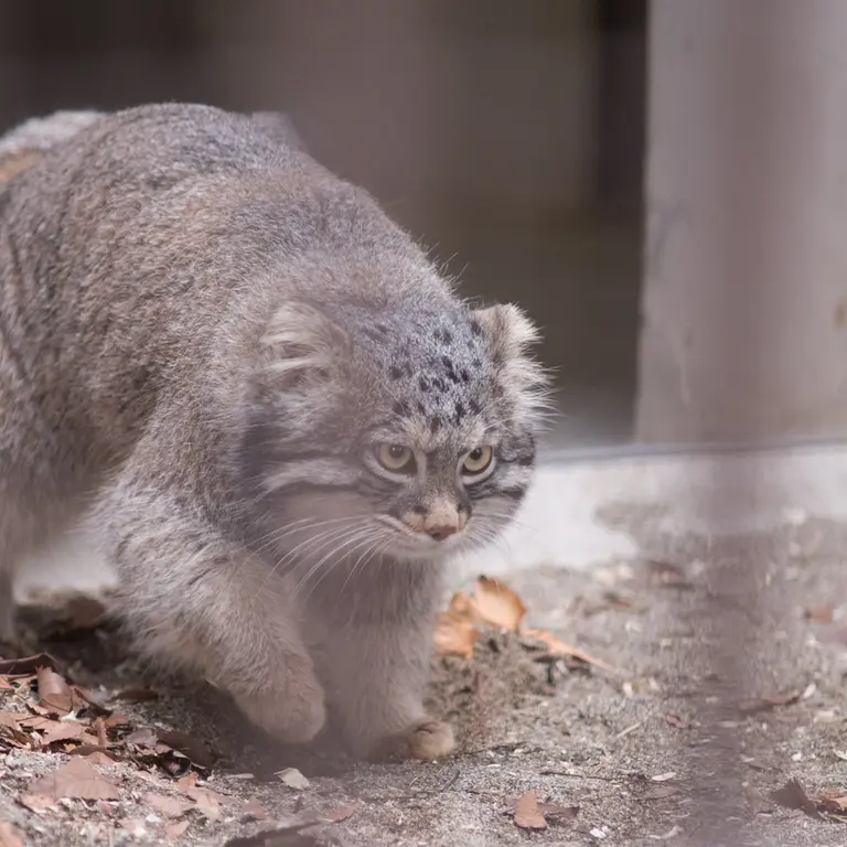 A photograph of Figa in Nogeyama Zoo