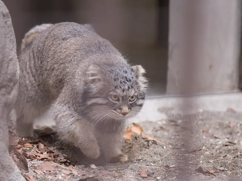 A photograph of Figa in Nogeyama Zoo
