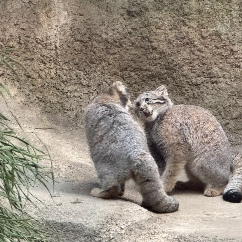 A photograph of Kitten of Az b. 2026 Ⅵ in Kobe Animal Kingdom