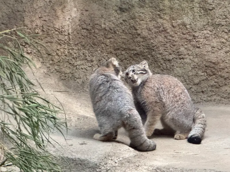 A photograph of Kitten of Az b. 2026 Ⅵ in Kobe Animal Kingdom