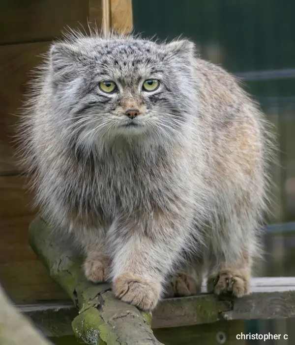 A photograph of a Pallas's cat in Bio-Topia Dunkerque
