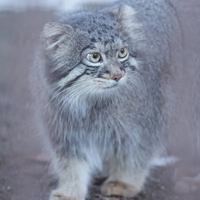 A photograph of Figa in Nogeyama Zoo