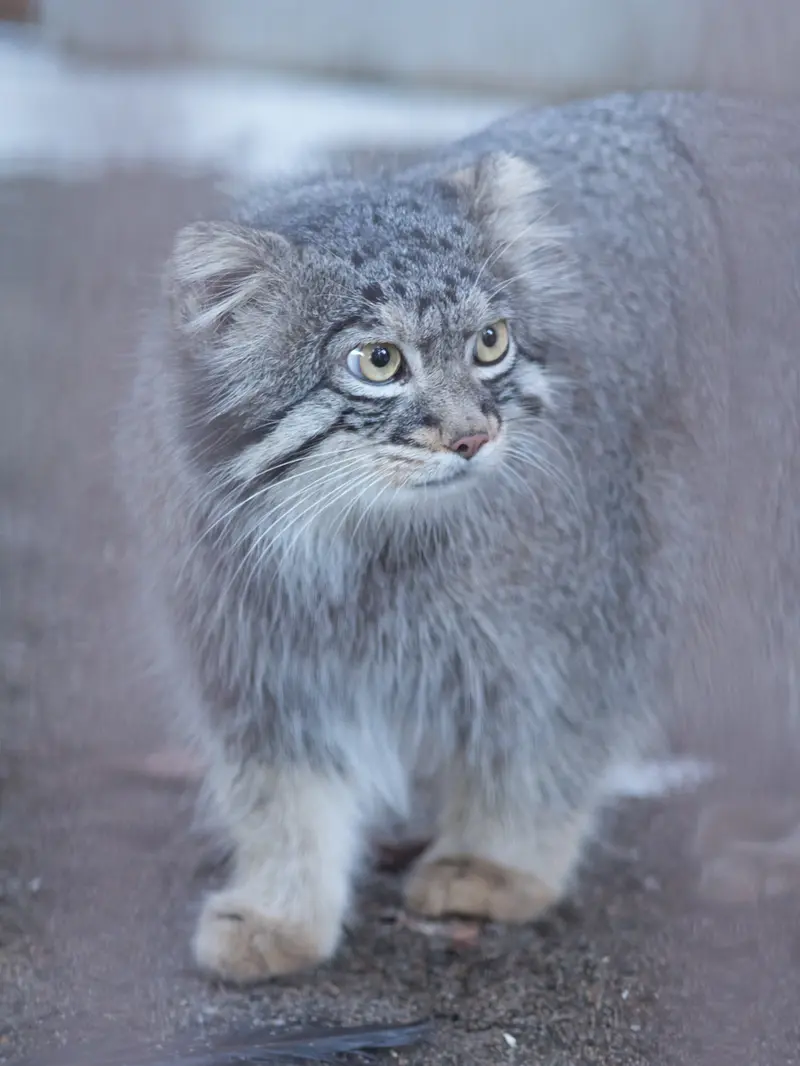 A photograph of Figa in Nogeyama Zoo