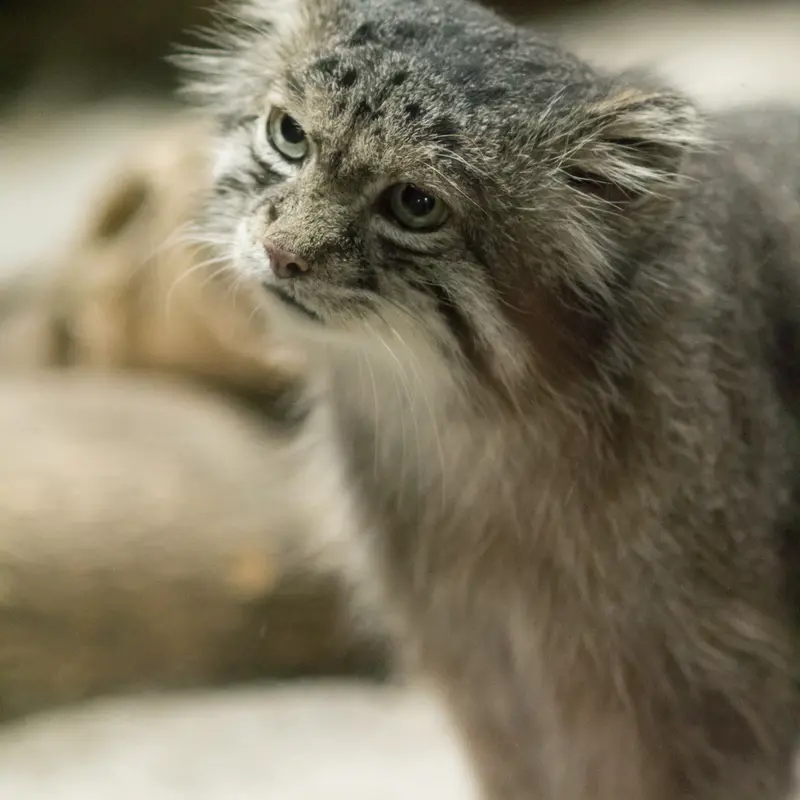 A photograph of Klyon in Ueno Zoological Gardens