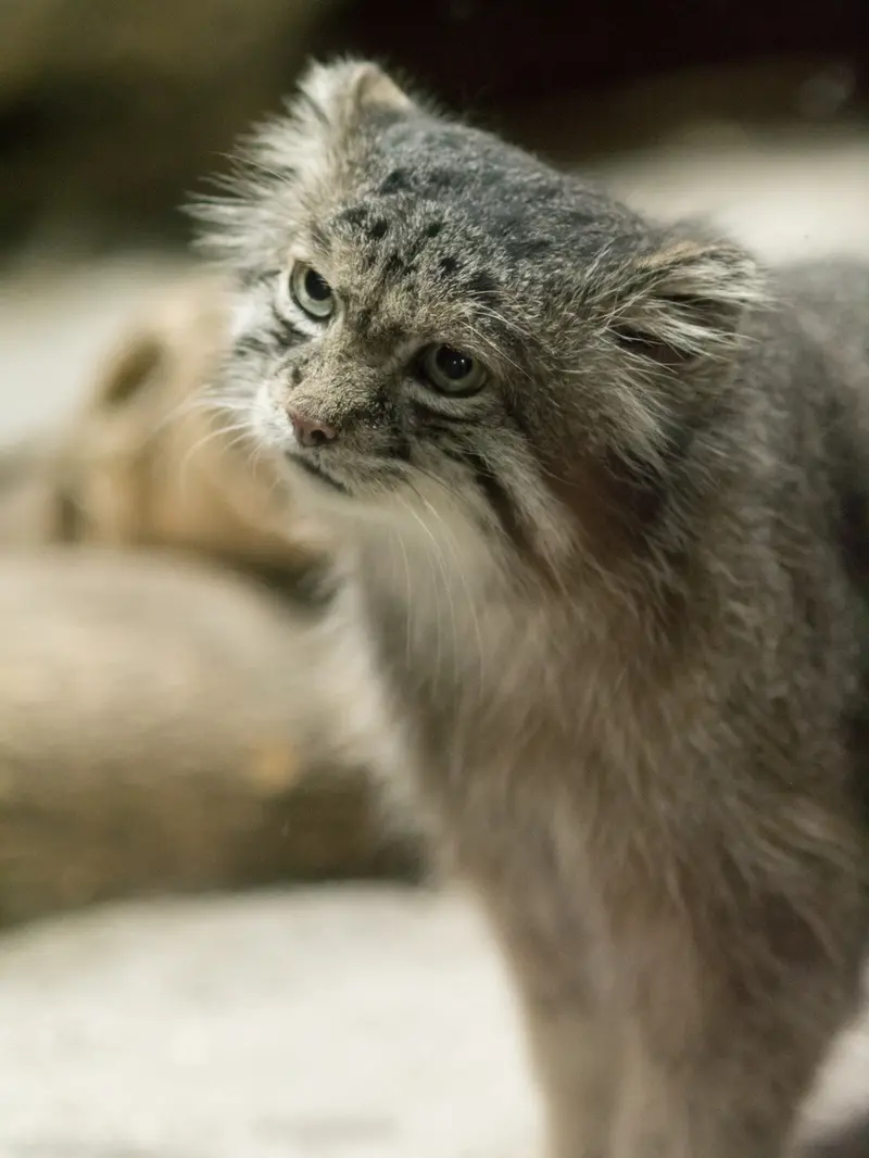 A photograph of Klyon in Ueno Zoological Gardens