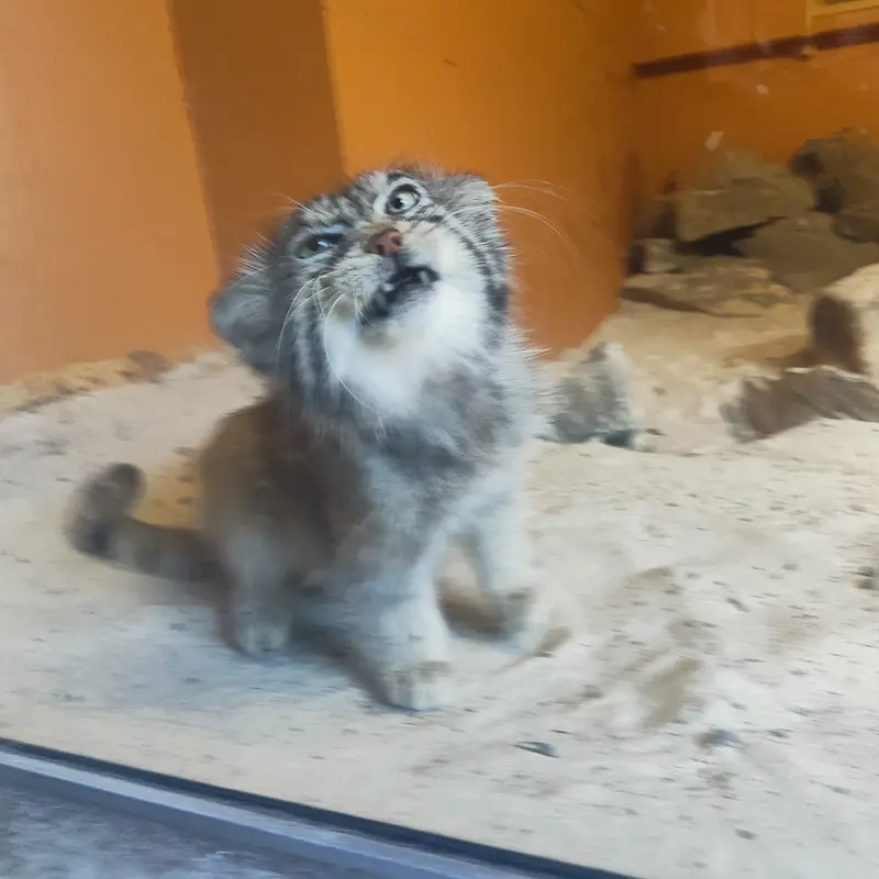 A photograph of Akiko in Edinburgh Zoo