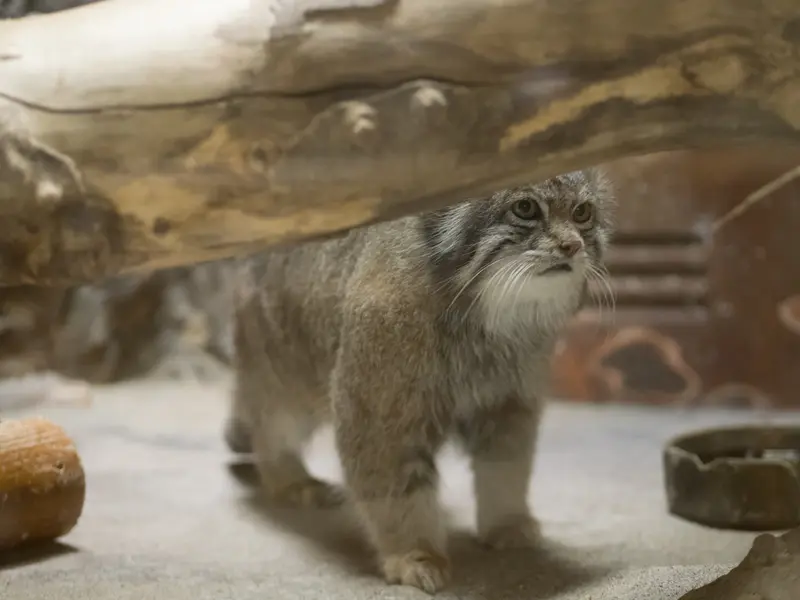 A photograph of Klyon in Ueno Zoological Gardens