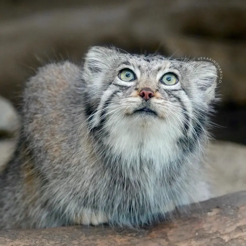 A photograph of Az in Kobe Animal Kingdom