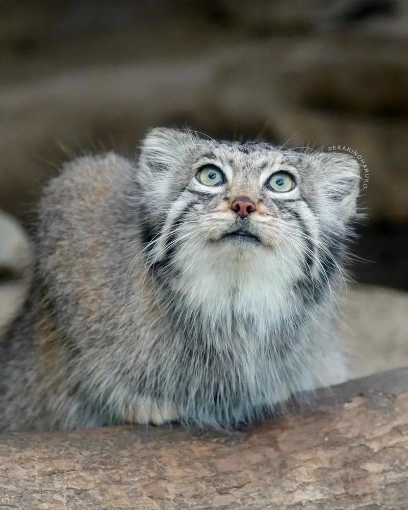 A photograph of Az in Kobe Animal Kingdom