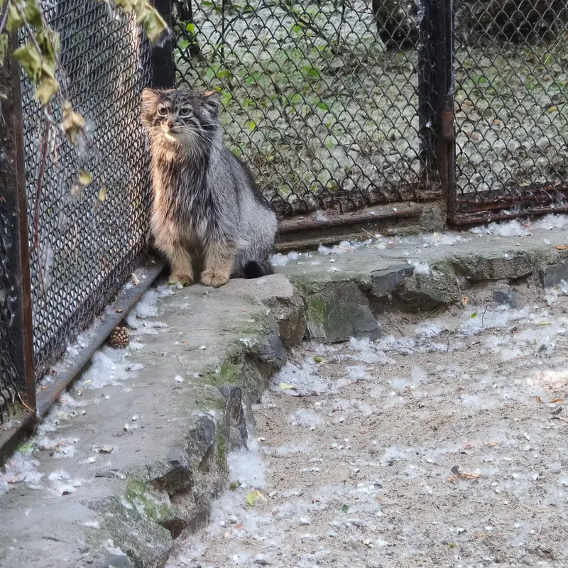A photograph of Adele in Novosibirsk Zoo