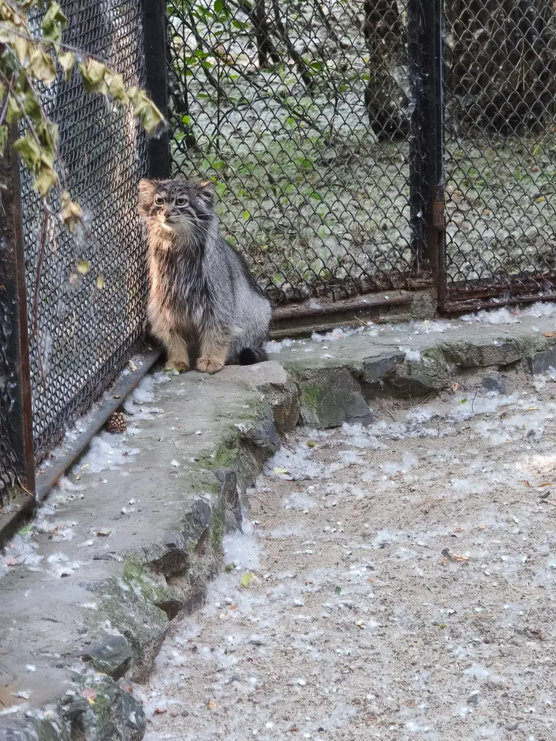 A photograph of Adele in Novosibirsk Zoo