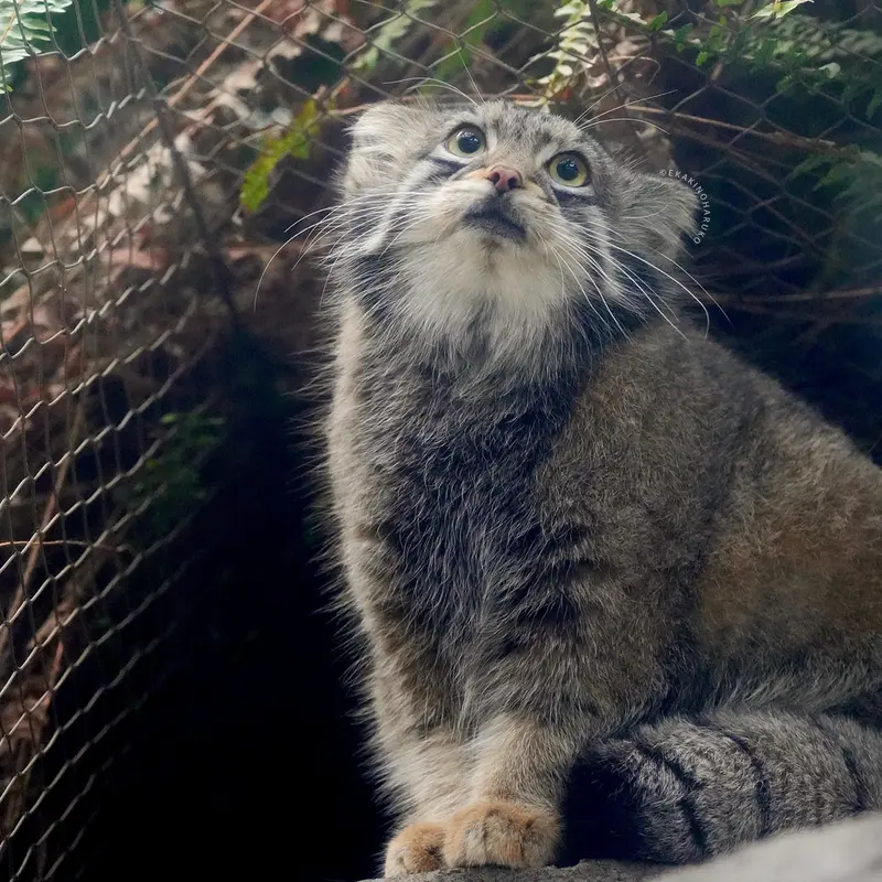 A photograph of Oto in Kobe Animal Kingdom