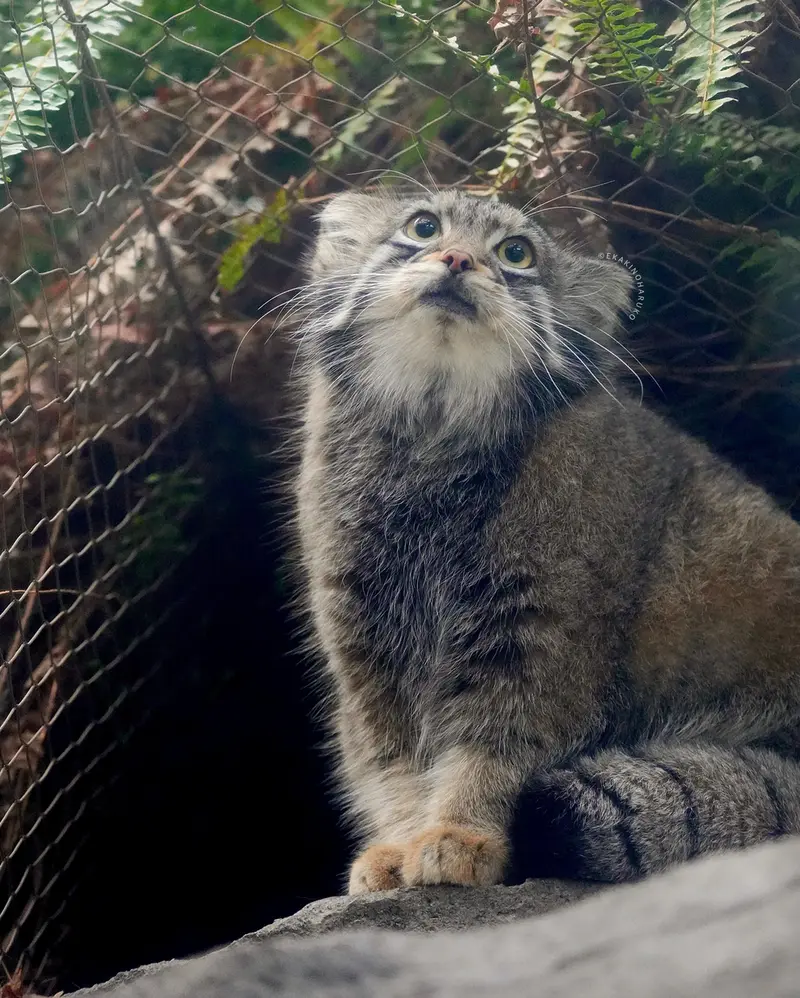 A photograph of Oto in Kobe Animal Kingdom