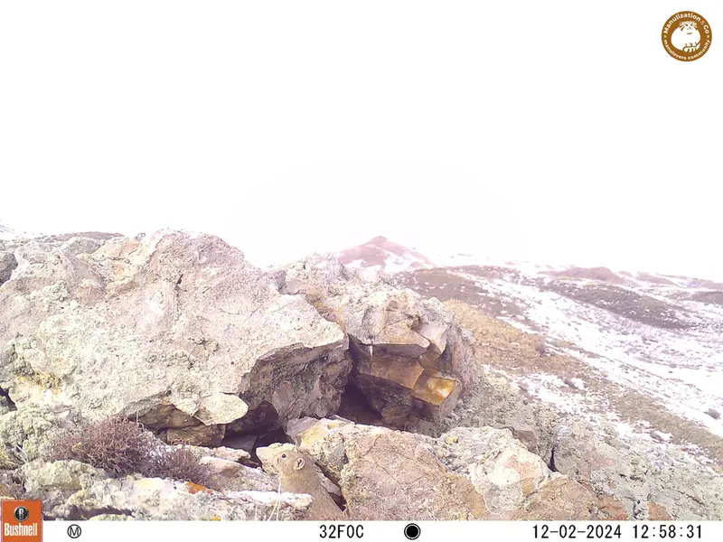 A photograph of Pika from Besshoky 1 camera trap
