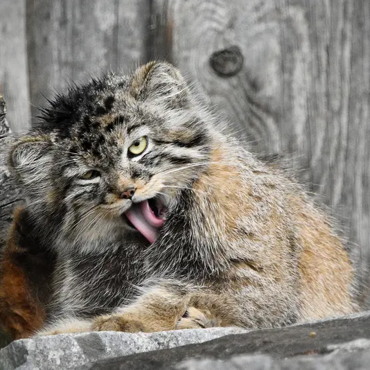 A photograph of Manuela in Tierpark Berlin