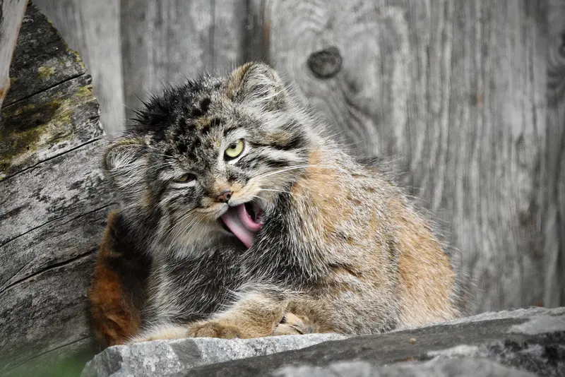 A photograph of Manuela in Tierpark Berlin