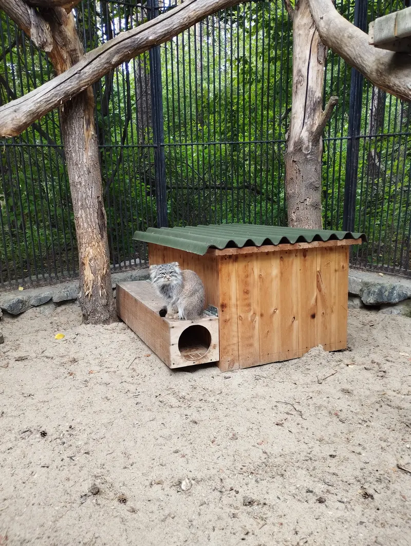 A photograph of a Pallas's cat in Novosibirsk Zoo