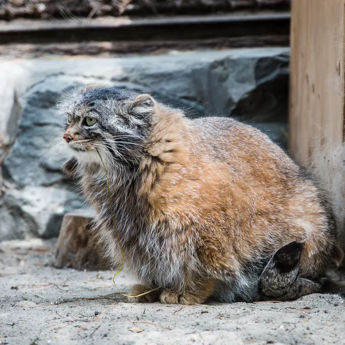 A photograph of Adele in Novosibirsk Zoo