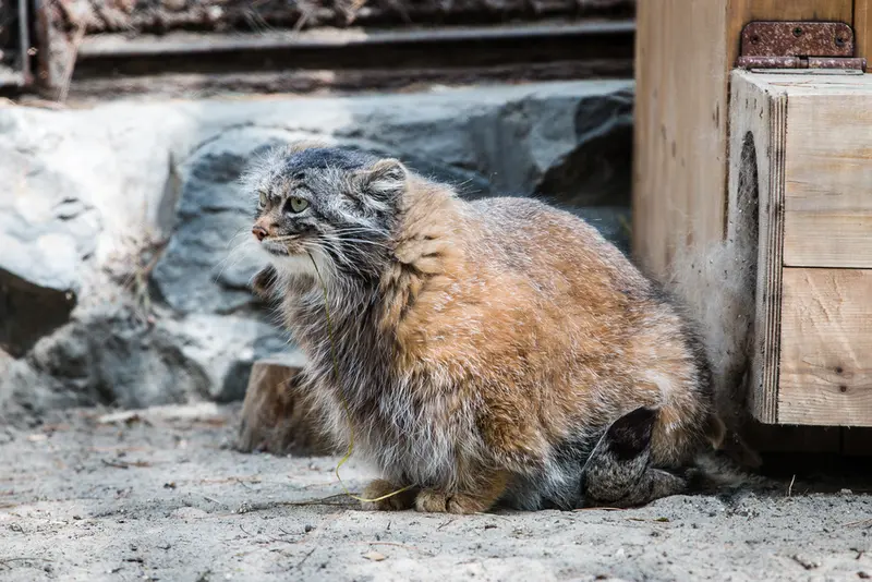 A photograph of Adele in Novosibirsk Zoo