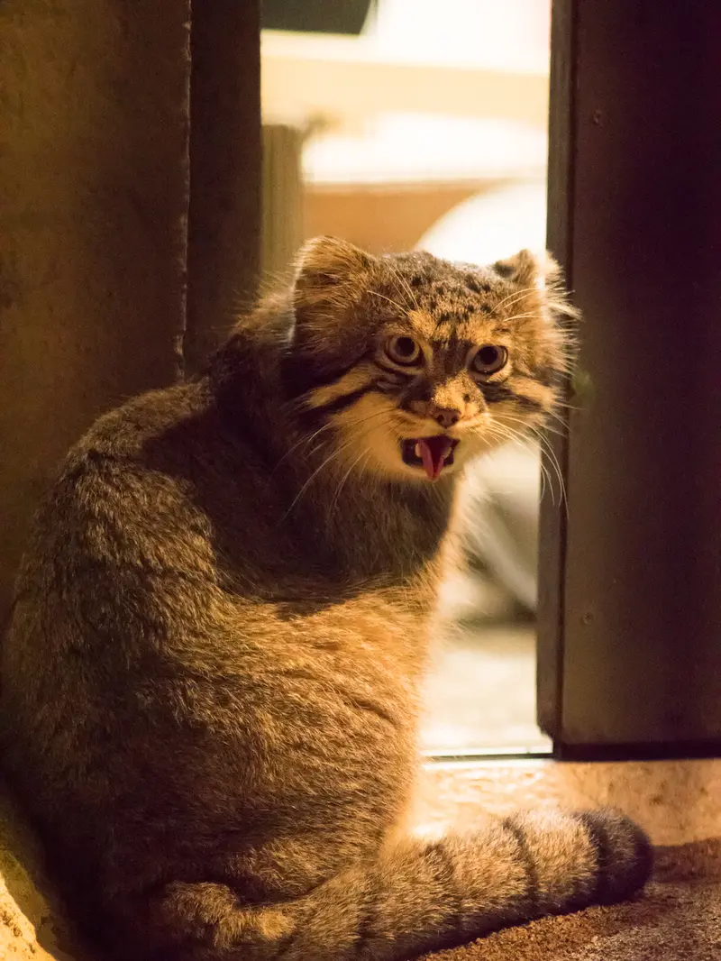 A photograph of Figa in Nogeyama Zoo