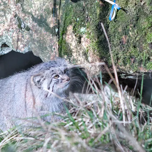 A photograph of Stubsi in Hellabrunn zoo