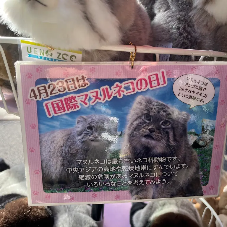 A photograph of a Pallas's cat in Ueno Zoological Gardens