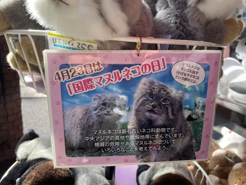 A photograph of a Pallas's cat in Ueno Zoological Gardens