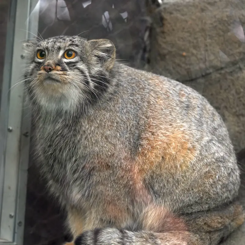 A photograph of Mei in Kobe Animal Kingdom