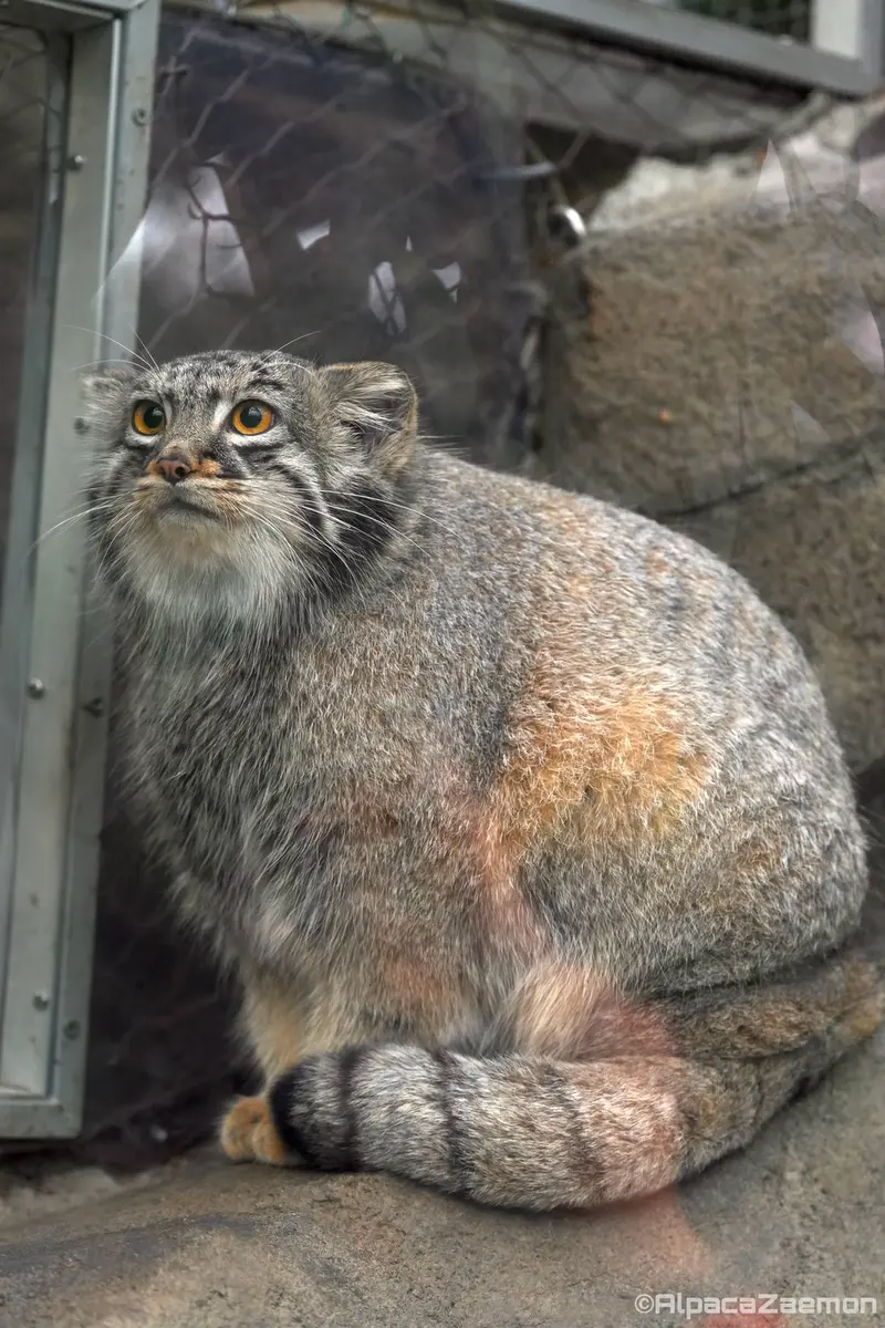A photograph of Mei in Kobe Animal Kingdom