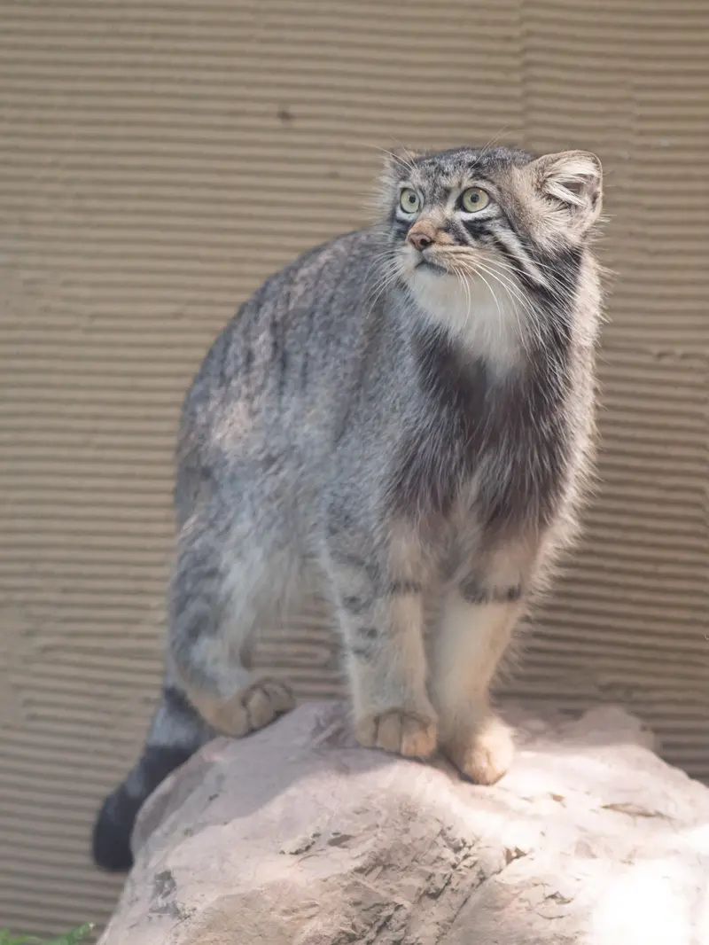 A photograph of Hide in Asahiyama Zoo