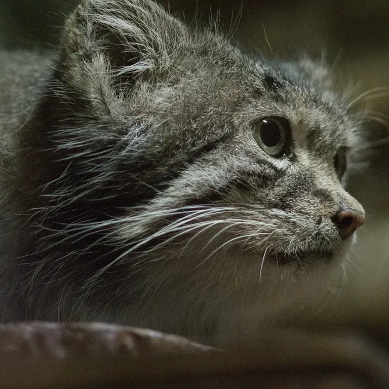 A photograph of Klyon in Ueno Zoological Gardens