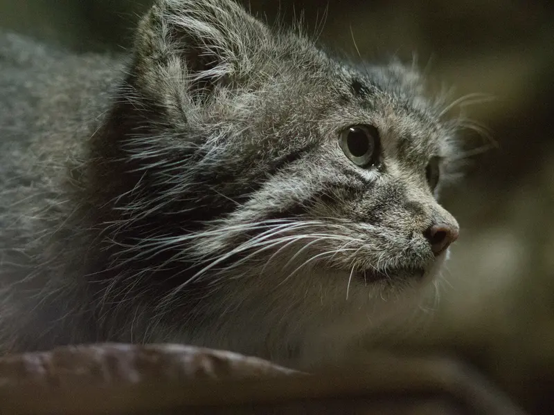 A photograph of Klyon in Ueno Zoological Gardens