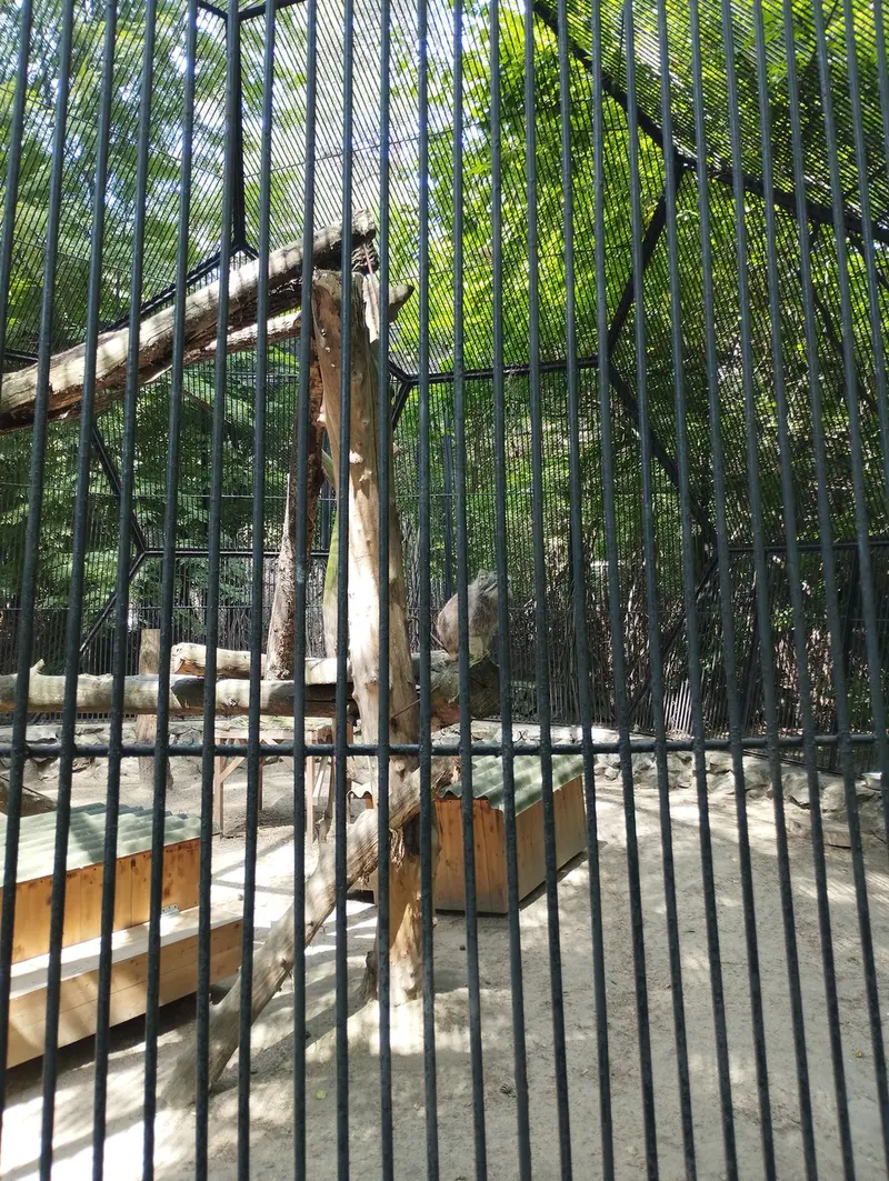 A photograph of a Pallas's cat in Novosibirsk Zoo