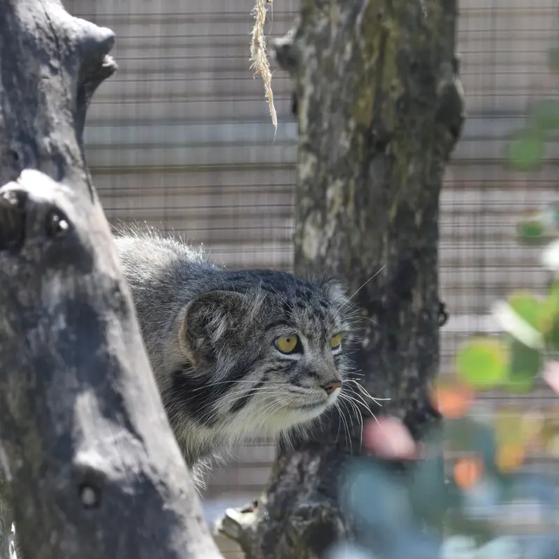 A photograph of a Pallas's cat