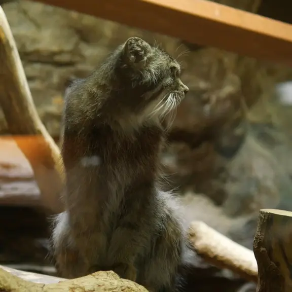 A photograph of a Pallas's cat in Ueno Zoological Gardens