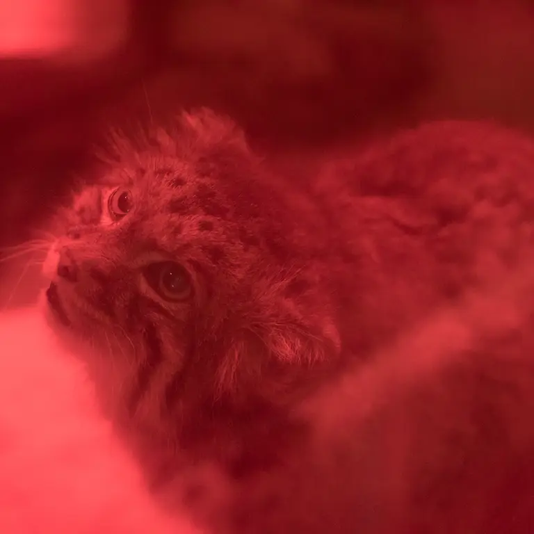 A photograph of Naim in Ueno Zoological Gardens