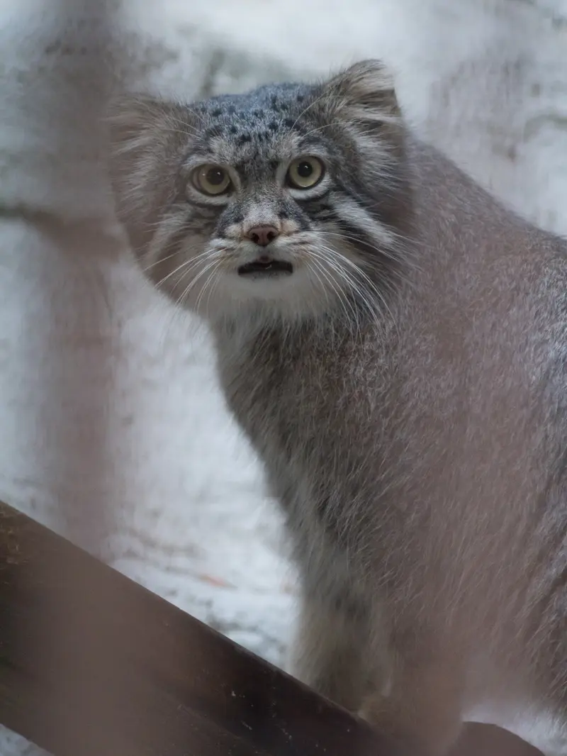 A photograph of Figa in Nogeyama Zoo