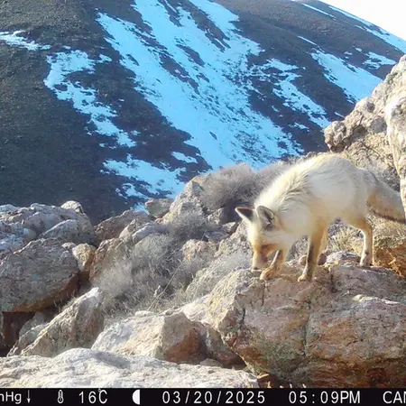 A photograph of Red fox from Zhundy 2 [new] camera trap