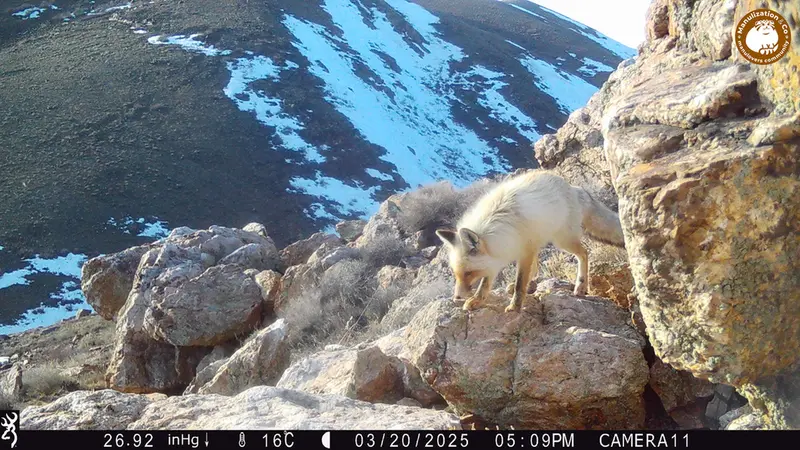 A photograph of Red fox from Zhundy 2 [new] camera trap