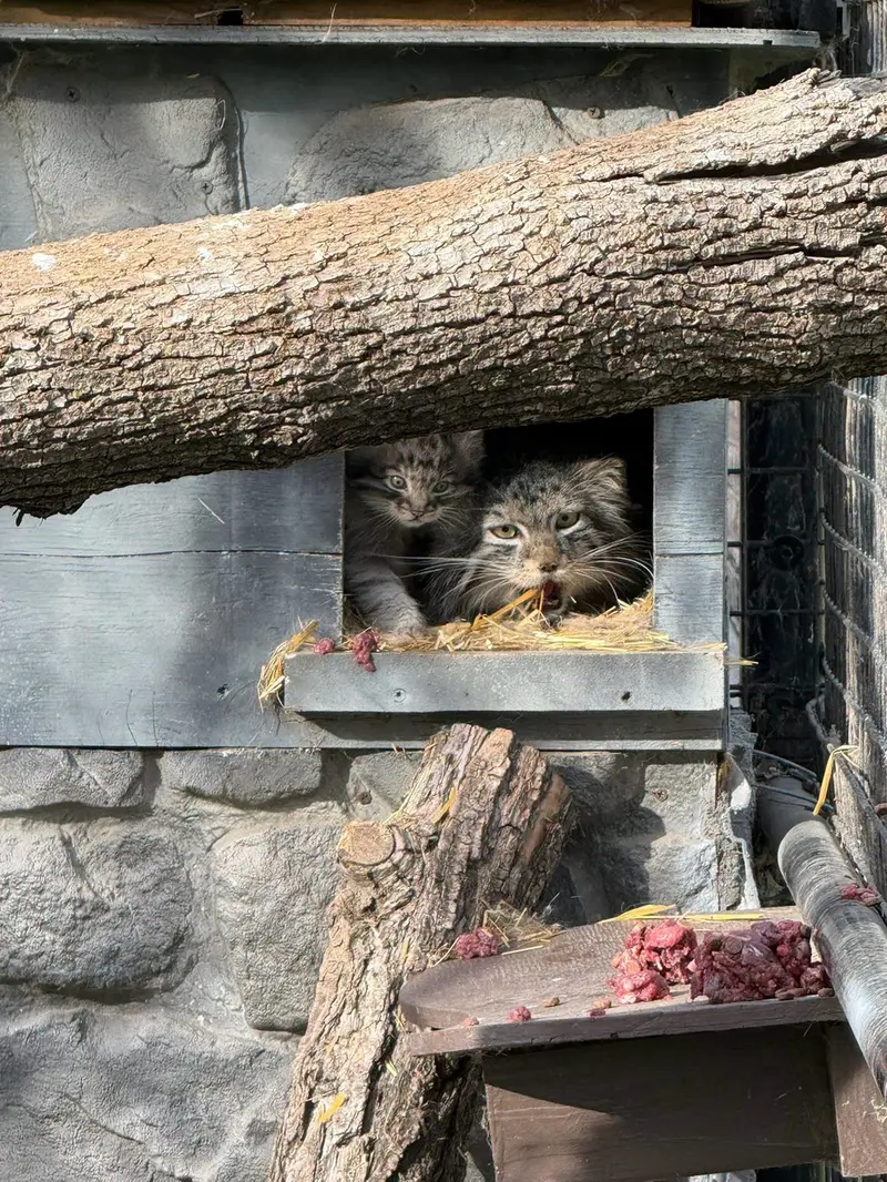 A photograph of a Pallas's cat
